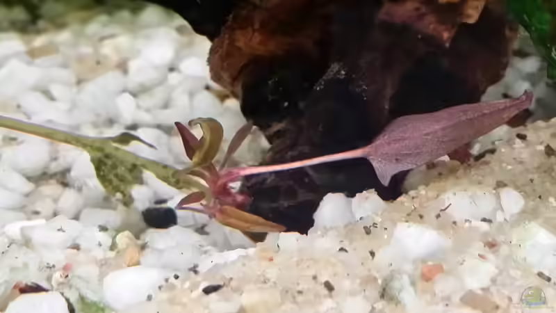 Rote Tigerlotus von Steffen und Felix (92)