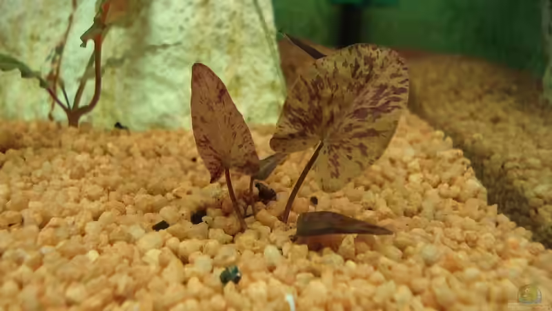 rote Tigerlotus von Sven Seidel (7)