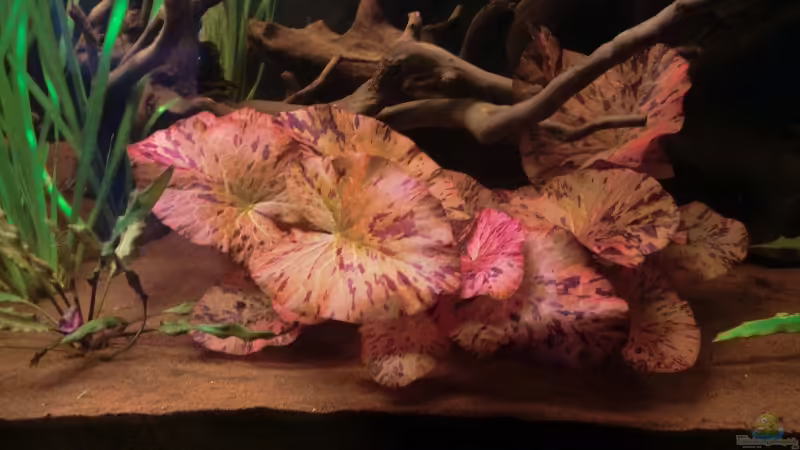 Rote Tigerlotus von Teh_D (5)