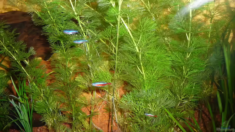 Rote und Blaue Neon von Helmut Stallhofer (16)