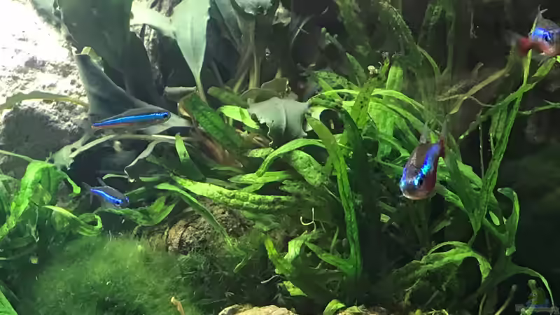 rote und blaue Neons von Der Nicky (21)