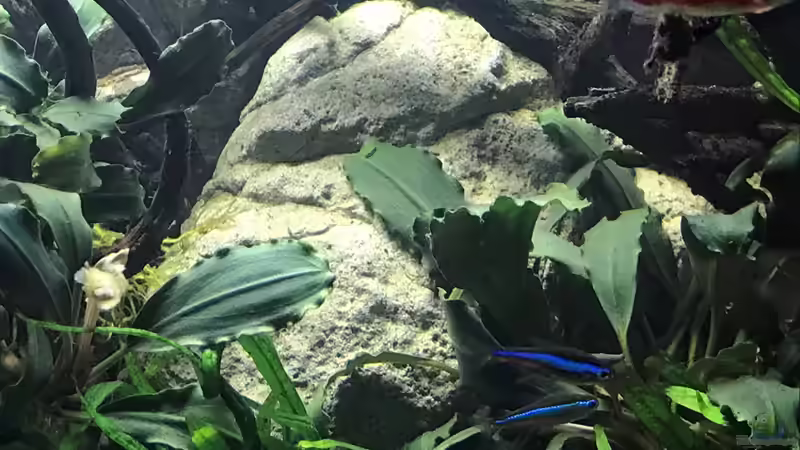 rote und blaue Neons von Der Nicky (22)