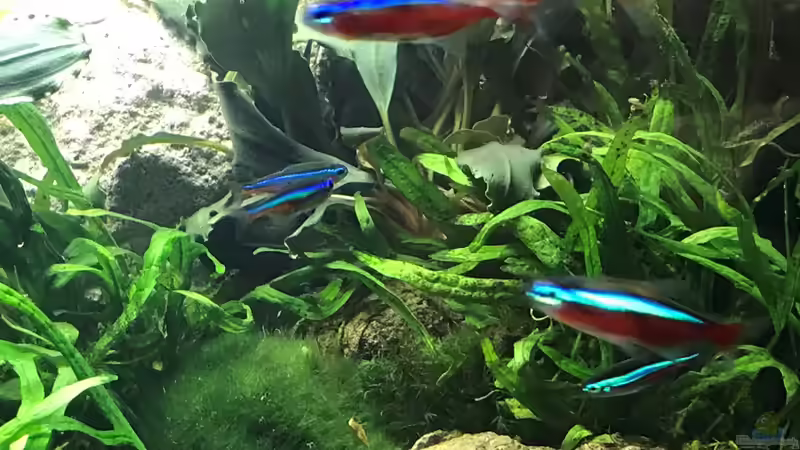 rote und blaue Neons von Der Nicky (84)