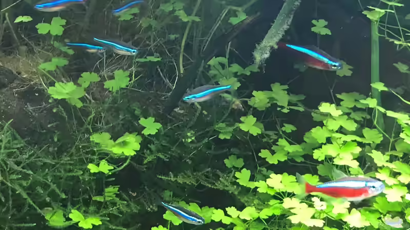 rote und blaue Neons von Der Nicky (88)