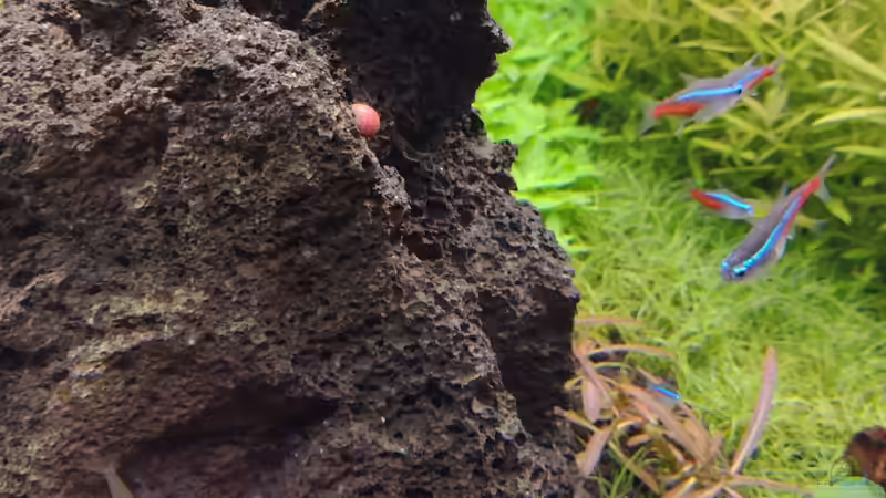 Rote und gelbe Geweihschnecke v. 11.02.2024 von C-NA (50)