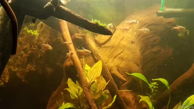 Rote von Rio  von Kevin Engelsberger (38)