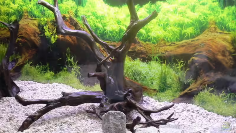 Rote Wurzel von Steffen Rübsam (15)