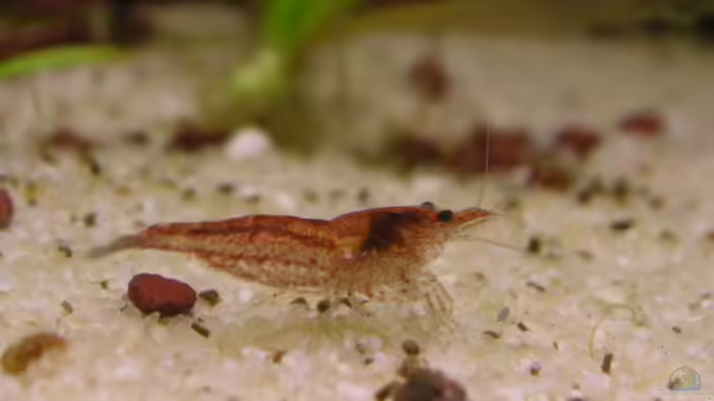 Rote Zwerggarnele von Jasmin Lütticke (14)