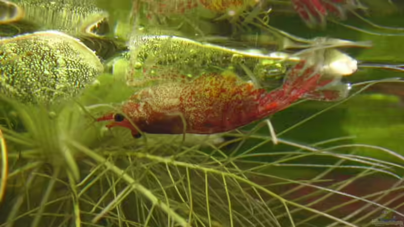 Rote Zwerggarnele von Jasmin Lütticke (17)