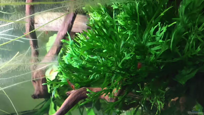 Rote Zwerggarnelen  von Ottche (52)