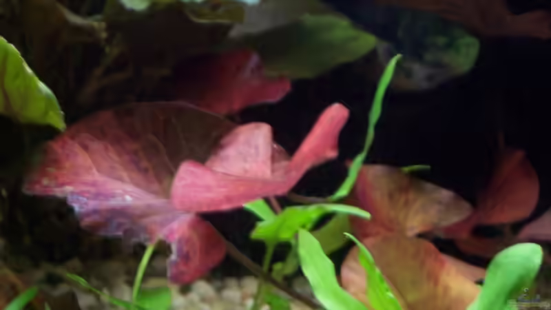 Roter - Tiger - Lotus von Sabrina Fabig (5)