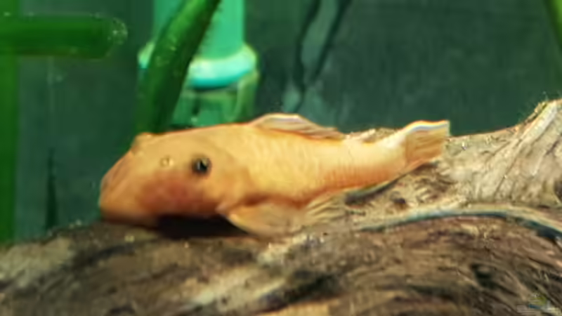 Roter Antennenwels von Stefan Heins (30)