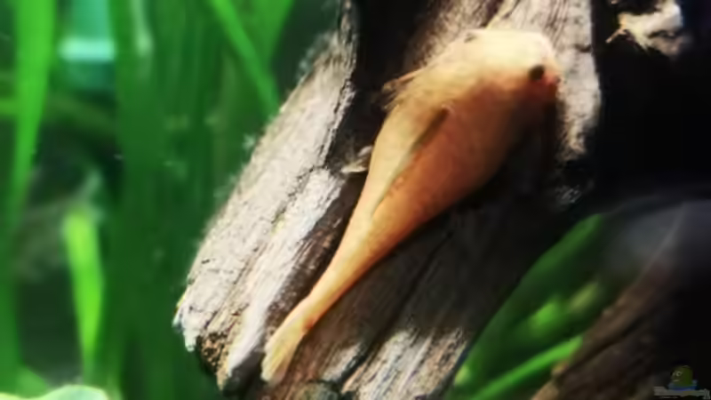 Roter Antennenwels von Stefan Heins (38)