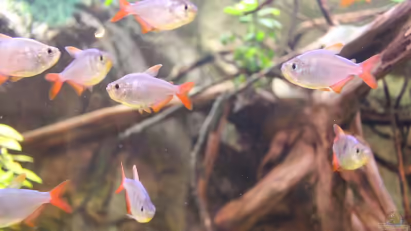 Roter-Blauer Kolumbianer Schwarm von Andy Weiss (34)