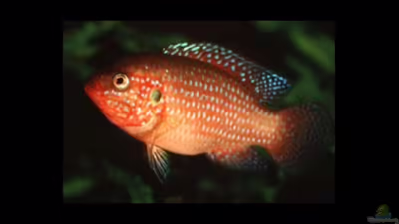 Roter Buntbarsch ´Lifalili´ von Andreas Kotte (3)