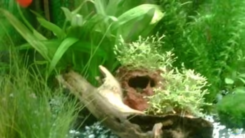 roter guppie von Maria Blumenthal (15)