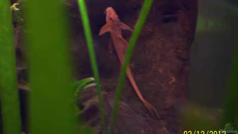 Roter Hexenwels - Rineloricaria spez. rot von kaktus-jones (62)