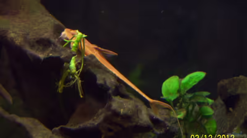 Roter Hexenwels - Rineloricaria spez. rot von kaktus-jones (63)