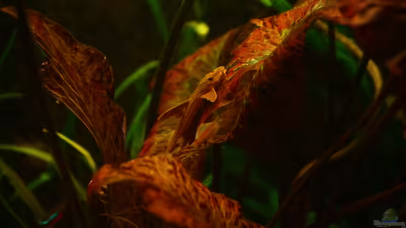 Nymphaea lotus im Aquarium (Einrichtungsbeispiele mit Tigerlotus)