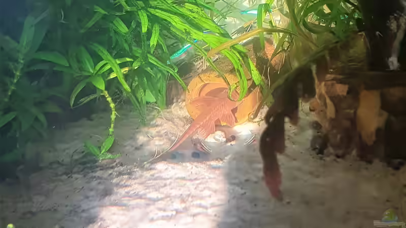 Roter Hexenwels beim Laichen von piet (17)