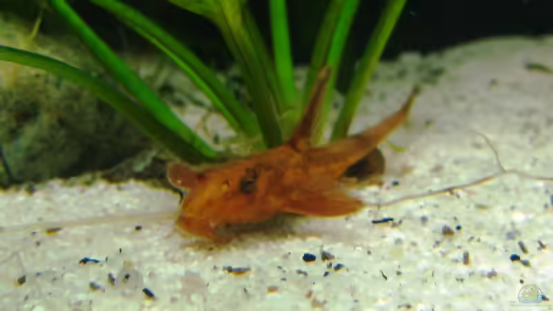 Roter Hexenwels (Leliella sp.) von Martin Slo. (10)