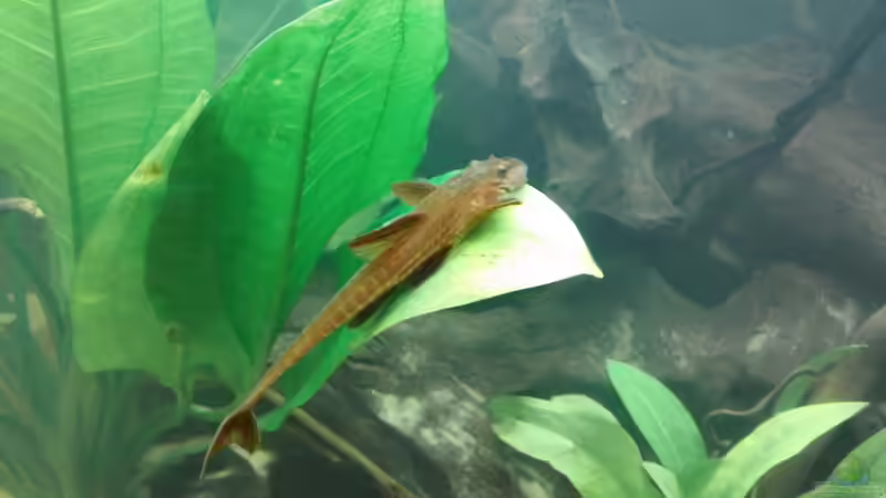 Roter Hexenwels (Männchen) von Glückspirat82 (2)