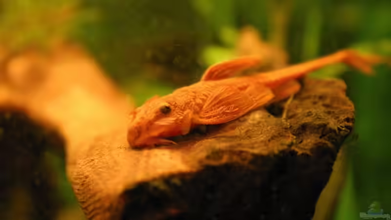 Roter Hexenwels männlich von Kamenko (51)