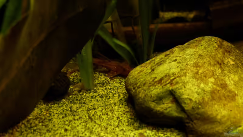 roter Hexenwels Nr. 1 / 19.03.13 von ~Marco~ (44)