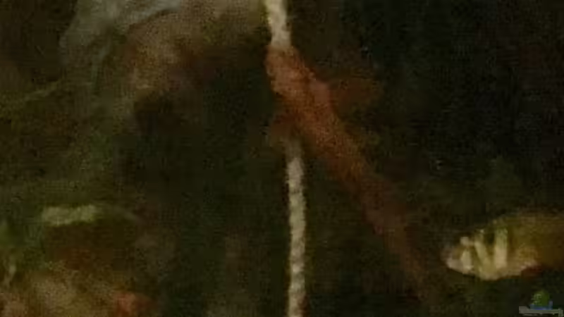 Roter Hexenwels und Roter von Rio  von Reneè Thissen (10)