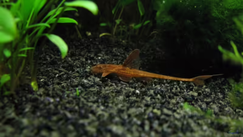 roter Hexenwels von gestresster (Sven) (24)