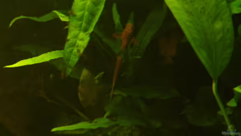 Roter Hexenwels von Igor Cernitori (8)