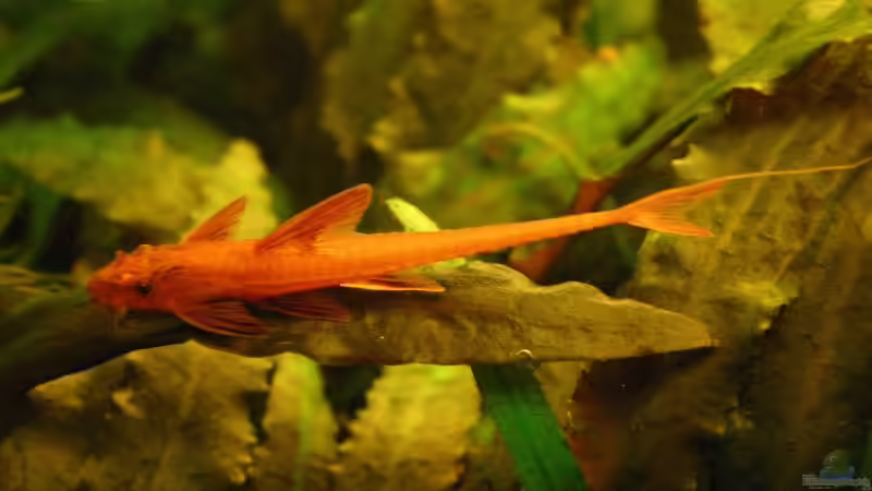 Roter Hexenwels von Kamenko (45)