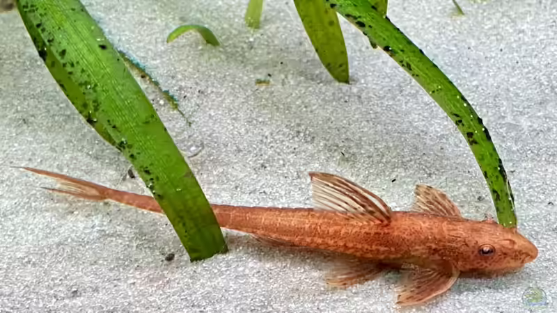 Roter Hexenwels von Michinet (27)