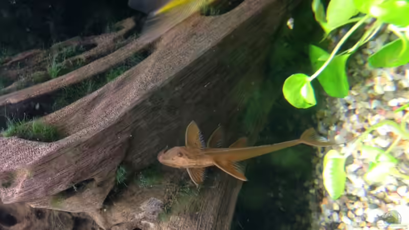 Roter Hexenwels von Muschelherz (38)