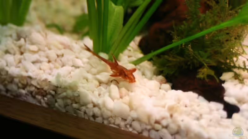 Roter Hexenwels von Photi (12)