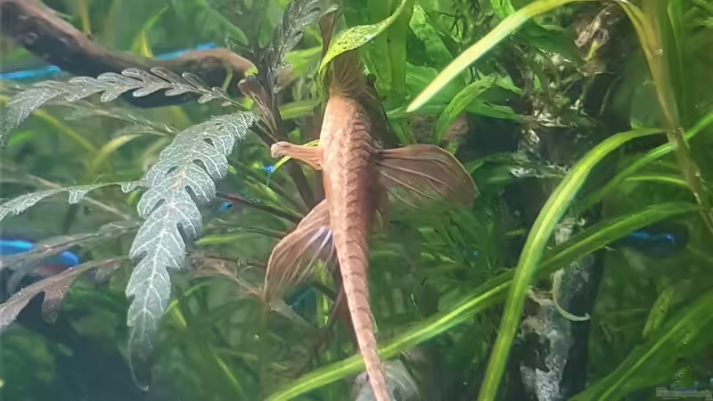 roter hexenwels von piet (18)