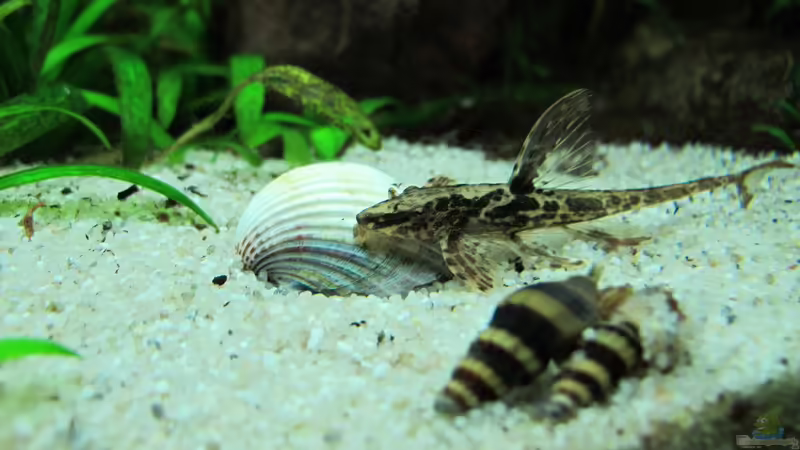 Roter Hexenwels von Sarah (44)