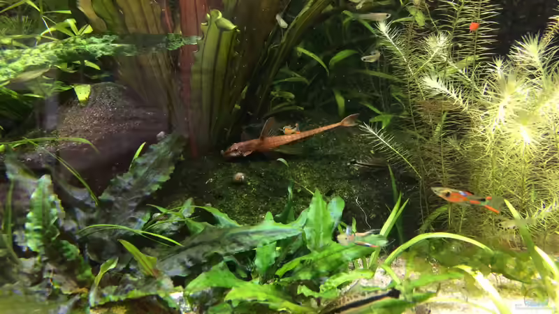 Roter Hexenwels von Sascha H. (20)