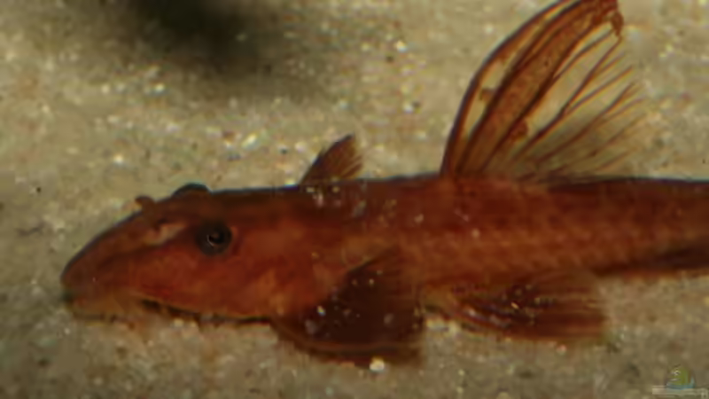 Roter Hexenwels von Thorsten313 (8)