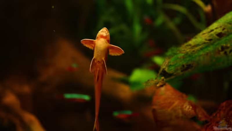 Einrichtungsbeispiele mit Hexenwelsen (Rineloricaria fallax)