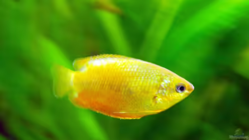 Roter Honiggurami von Theresa Horak (7)