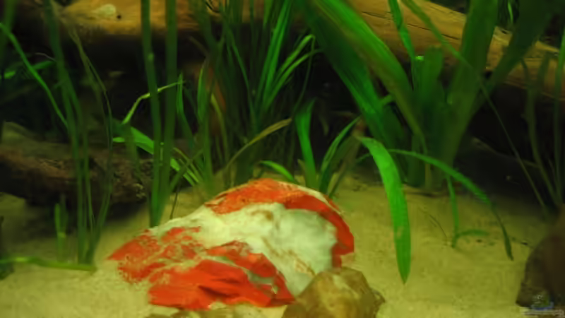 Roter Jaspis von andif (9)