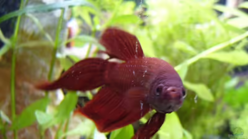 Aquarien mit Betta tussyae (Roter Kampffisch)