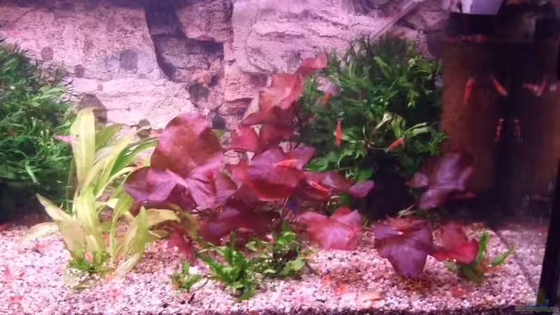 Roter Lotus von Frank Seifarth (2)