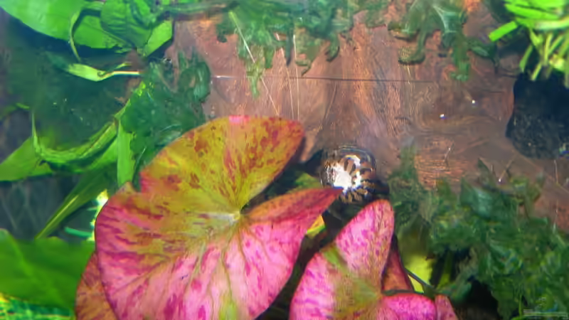 Roter Lotus von Ingeborg Bohry (9)