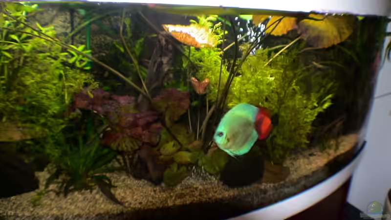 Roter Lotus von Uwe Raschke (4)