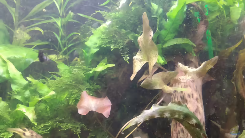 Roter Lotus zwecks bessere Versorgung mit Wurzeldünger in einen kleinen Becher gepflanzt von Erbse (2)