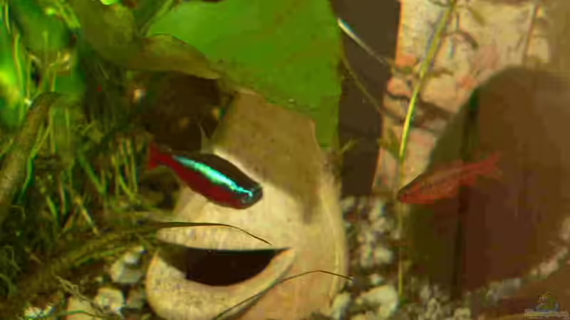 Roter Neon + Bitterlingsbarbe von Bastian Tüxen (6)