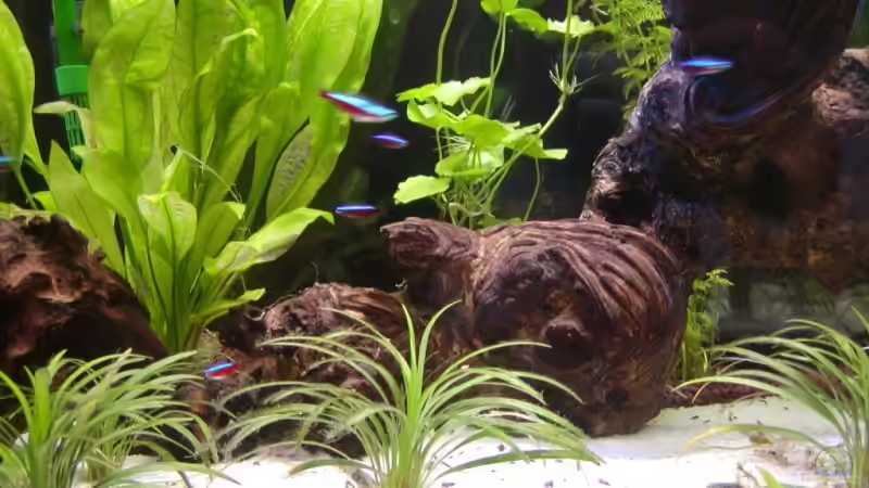 Roter Neon, am unteren Bildrand sieht man die PW beim gründeln von Stefan Danner (15)