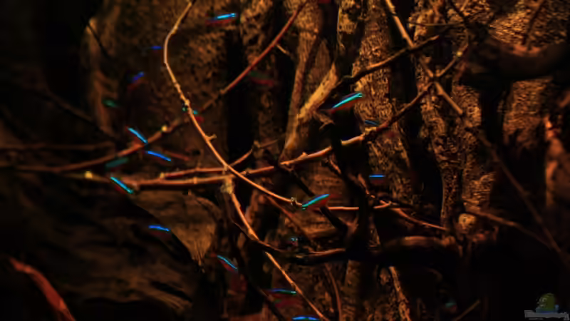 Roter Neon, Farbenpracht von Florian Bandhauer (58)